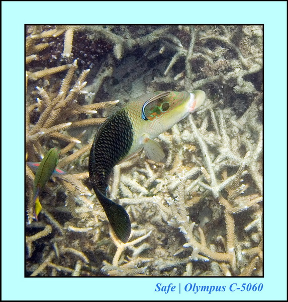 2006 - 07 - Tioman - Plongee monkey bay 06